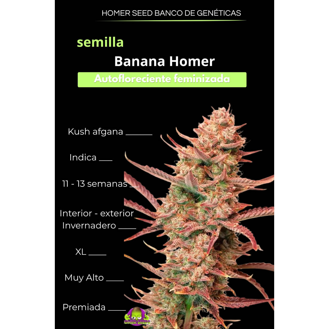 Auto Banana Blaze